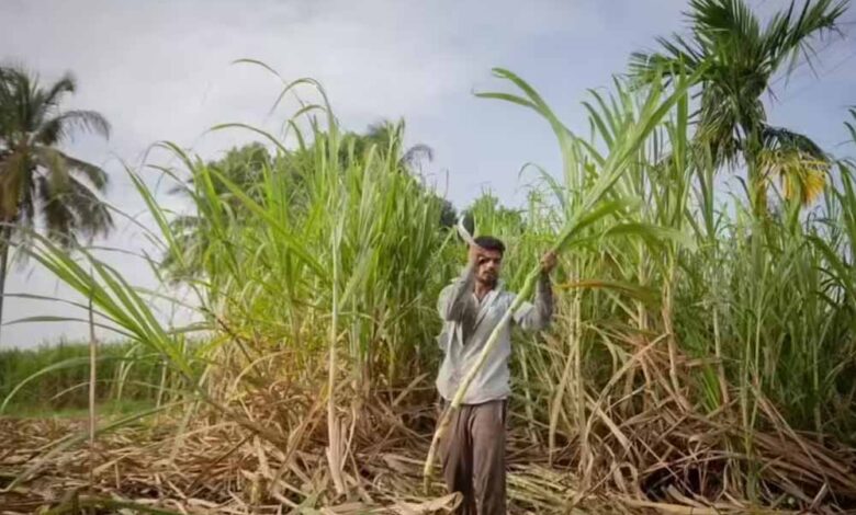 दीपावली से पहले किसानों के चेहरे खिले, गन्ना उत्पादकों को 5.98 करोड़ का तोहफा 1 2 515