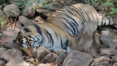 मां से बिछड़े ‘कान्हा’ बाघ की मौत, 27 दिन पहले छोड़ा गया जंगल में, दुर्गावती रिजर्व के कोर एरिया में मिला शव 7 16A 88