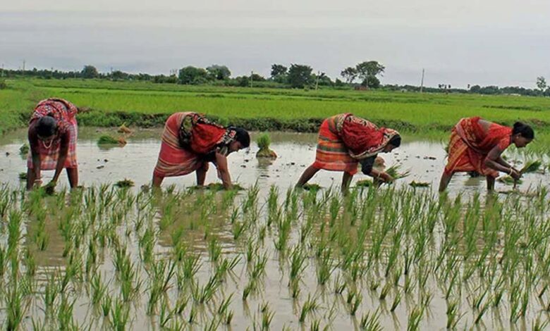छत्तीसगढ़ सरकार की योजना: किसान तैयार हो जाएं, 1.5 लाख रुपये तक मिलेगा लाभ, जानें आवेदन प्रक्रिया 1 17A 87