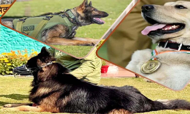 CRPF की K9 यूनिट बनी आतंकियों का खौफ, टॉयसन जैसे सैकड़ों डॉग कमांडो तैयार 1 26A 1