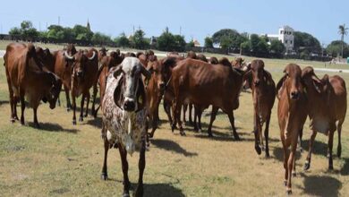 cow cow 40 3