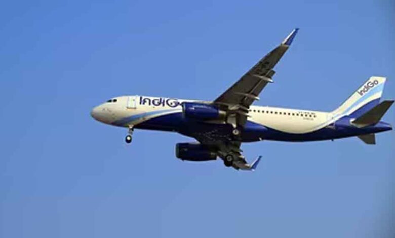 indigo