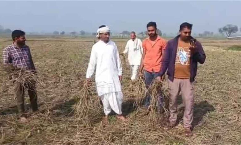 पंजाब में गेहूं खरीद की तैयारी तेज, मंत्री समूह ने प्रबंधों की समीक्षा की 1 sichai 1
