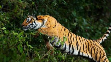छत्तीसगढ़–महाराष्ट्र सीमा पर बाघ का आतंक: दिन-दहाड़े मवेशी पर हमला, ग्रामीण पेड़ पर चढ़कर बची जान 2 1 166