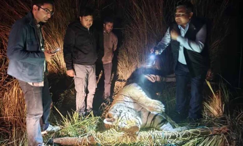 आठ दिन से भूखा था ‘जंगल का राजा’, पीलीभीत में बाघ की दर्दनाक मौत 1 Sher 02