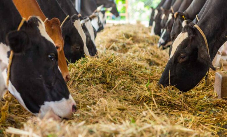 cow cow 40 2