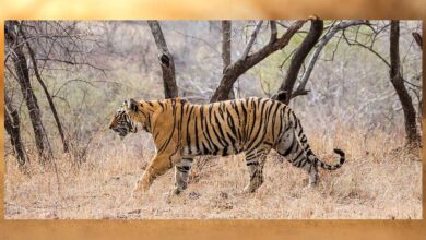 इंदौर के जंगलों में बाघ की वापसी, नया वाइल्डलाइफ कॉरिडोर बन रहा है 5 tiger A 102 3