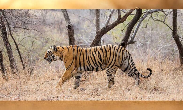 इंदौर के जंगलों में बाघ की वापसी, नया वाइल्डलाइफ कॉरिडोर बन रहा है 1 tiger A 102 3
