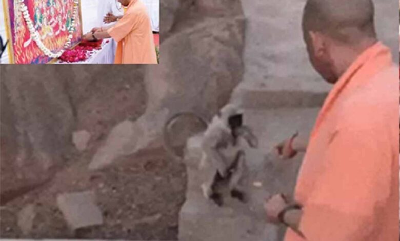 yogi1 8