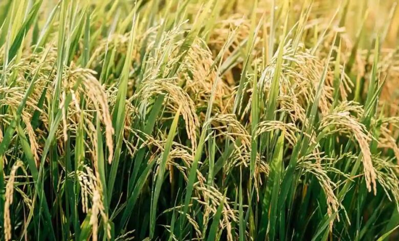 पंजाब सरकार का बड़ा फैसला, 201 सेमग्रस्त गांवों में किसानों को धान की अग्रिम बिजाई की मिली छूट 1 27 A57
