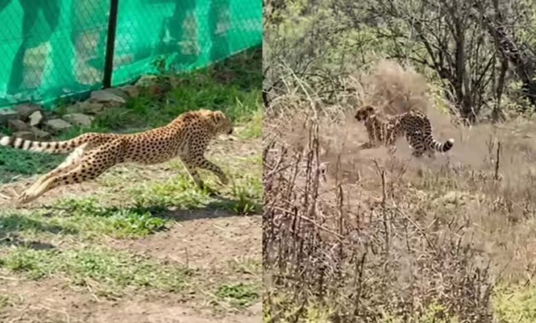 कूनो में फिट और एक्टिव हैं बोत्सवाना के चीते, 6 का क्वारंटाइन खत्म, बड़े बाड़ों में लगाई पहली छलांग 1 7A 136
