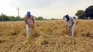 पंजाब में गेहूं पर मौसम की मार! विशेषज्ञों ने भारी नुकसान की जताई आशंका 8 Punjab News 03 1 8