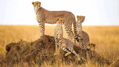 cheetah 47 1