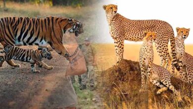नौरादेही में टाइगर और चीता सुरक्षा के लिए पूर्व सैनिक होंगे जिम्मेदार, वन अपराध पर लगाम 1 6A 208