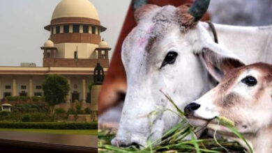 तमिलनाडु में गौहत्या मामले पर सुप्रीम कोर्ट का बड़ा फैसला, HC के आदेश पर रोक हटाई, राज्य सरकार को राहत 7 13A 105