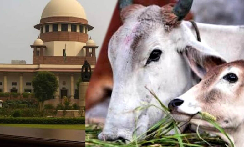 तमिलनाडु में गौहत्या मामले पर सुप्रीम कोर्ट का बड़ा फैसला, HC के आदेश पर रोक हटाई, राज्य सरकार को राहत 1 13A 105