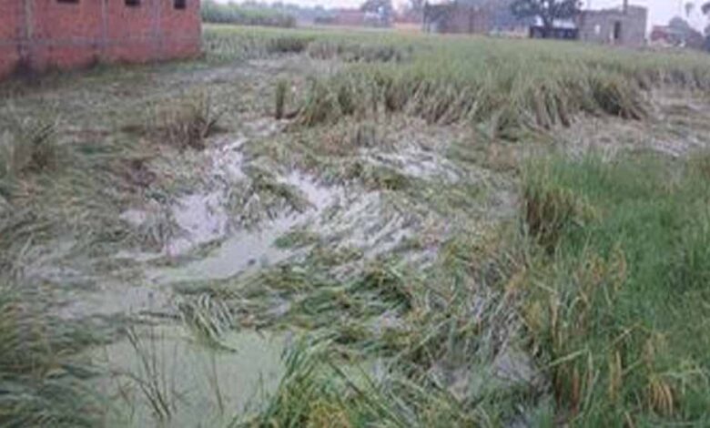 फिरोजपुर में नहर टूटने से 400 एकड़ धान की फसल जलमग्न, किसानों की बढ़ी चिंता 1 Punjab News 03 1 1