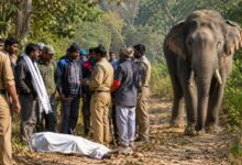 हरिद्वार में जंगली हाथी ने शख्स को पटककर मार डाला, लेकिन क्यों नहीं मिलेगा 4 लाख का मुआवजा? जानें पूरा मामला