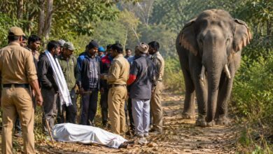 हरिद्वार में जंगली हाथी ने शख्स को पटककर मार डाला, लेकिन क्यों नहीं मिलेगा 4 लाख का मुआवजा? जानें पूरा मामला