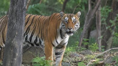 अल्मोड़ा में बाघ का हमला, घर के पास गई महिला को जंगल में खींच ले गया; वन विभाग अलर्ट
