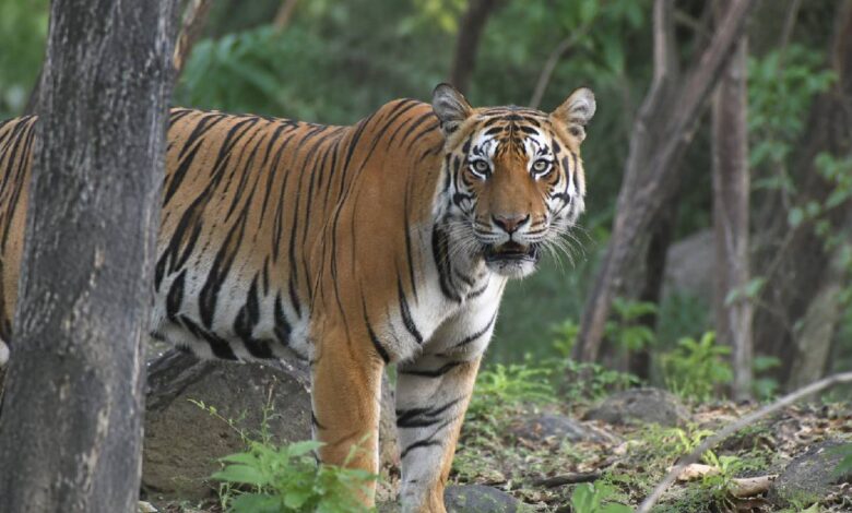 अल्मोड़ा में बाघ का हमला, घर के पास गई महिला को जंगल में खींच ले गया; वन विभाग अलर्ट